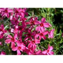 Lyngfloks Phlox Subulata 'Scarlet Flame' 10 Cm. Potte -Montoz Butik mi13255 phlox subulata roed 4689