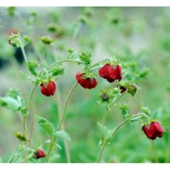 Rød Staudepotentil Potentilla Atrosanguinea Rot 1 Liter Potte -Montoz Butik mi13375 potentilla atrosanguinea red 5807