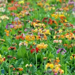 Etageprimula Primula Bulleesiana 9 Cm. Potte -Montoz Butik mi13413 primula bulleesiana 524a