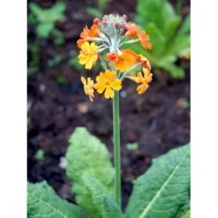 Etageprimula Primula Bulleesiana 9 Cm. Potte -Montoz Butik mi13413 primula bulleesiana 743f