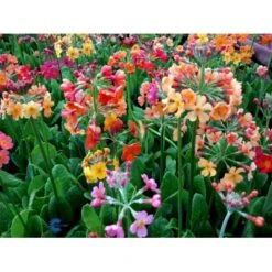 Etageprimula Primula Bulleesiana 9 Cm. Potte -Montoz Butik mi13413 primula bulleesiana b503