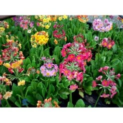 Etageprimula Primula Bulleesiana 9 Cm. Potte -Montoz Butik mi13413 primula bulleesiana d8aa