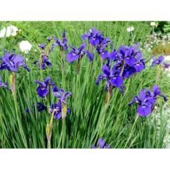 Sibirisk Iris 'Caesar's Brother' Iris Sibirica 'Caesar's Brother' 1 Liter Potte -Montoz Butik mi1344 iris sibirica caesar s brother 6926