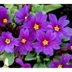 Pudeprimula Primula Juliae Hybrid 'Wanda' 1 Liter Potte -Montoz Butik mi13451 primula juliae wanda 0f3c