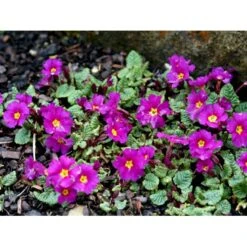 Pudeprimula Primula Juliae Hybrid 'Wanda' 1 Liter Potte -Montoz Butik mi13451 primula juliae wanda 2188