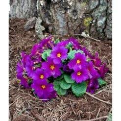 Pudeprimula Primula Juliae Hybrid 'Wanda' 1 Liter Potte -Montoz Butik mi13451 primula juliae wanda bddb