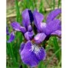 Sibirisk Iris 'Heavenly Blue' Iris Sibirica 'Heavenly Blue' 1 Liter Potte -Montoz Butik mi1345 iris sibirica heavenly blue a59b