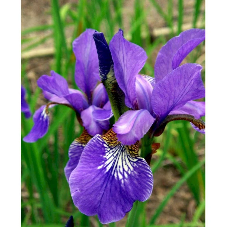 Sibirisk Iris 'Heavenly Blue' Iris Sibirica 'Heavenly Blue' 1 Liter Potte 3 Sibirisk Iris 'Heavenly Blue' Iris Sibirica 'Heavenly Blue' 1 Liter Potte