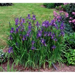 Sibirisk Iris 'Heavenly Blue' Iris Sibirica 'Heavenly Blue' 1 Liter Potte 7 Sibirisk Iris 'Heavenly Blue' Iris Sibirica 'Heavenly Blue' 1 Liter Potte -Montoz Butik mi1345 iris sibirica heavenly blue c99b