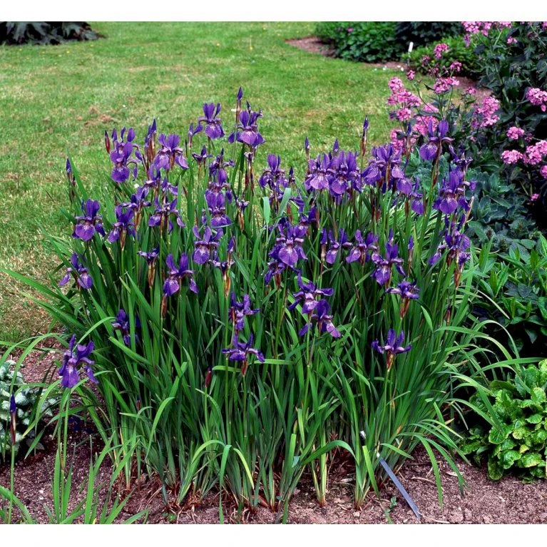Sibirisk Iris 'Heavenly Blue' Iris Sibirica 'Heavenly Blue' 1 Liter Potte 5 Sibirisk Iris 'Heavenly Blue' Iris Sibirica 'Heavenly Blue' 1 Liter Potte - Billede 3