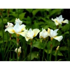 Sibirisk Iris 'Snow Queen' Iris Sibirica 'Snow Queen' 1 Liter Potte -Montoz Butik mi1349 iris sibirica snow queen 4c10