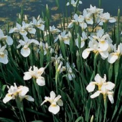 Sibirisk Iris 'Snow Queen' Iris Sibirica 'Snow Queen' 1 Liter Potte -Montoz Butik mi1349 iris sibirica snow queen 6056