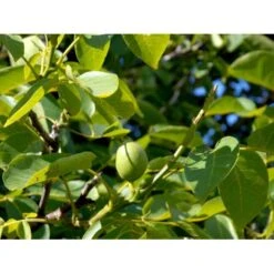 Almindelig Valnød Juglans Regia Heister 200-250 Cm. Med Potte -Montoz Butik mi1351 juglans regia 13cc