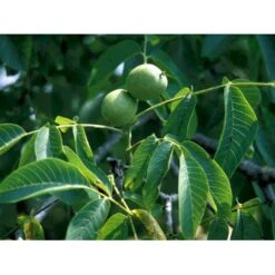 Almindelig Valnød Juglans Regia Heister 200-250 Cm. Med Potte -Montoz Butik mi1351 juglans regia 4ad4