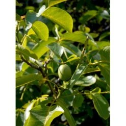 Almindelig Valnød Juglans Regia Heister 200-250 Cm. Med Potte -Montoz Butik mi1351 juglans regia 5cb9