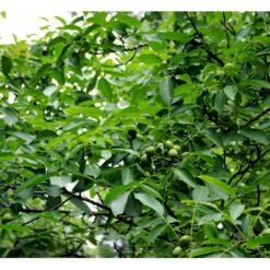 Almindelig Valnød Juglans Regia Heister 200-250 Cm. Med Potte -Montoz Butik mi1351 juglans regia ab6e