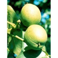 Almindelig Valnød Juglans Regia Heister 200-250 Cm. Med Potte -Montoz Butik mi1360 juglans nigra 840b