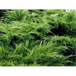 Kinesisk Enebær 'Mint Julep' Juniperus Chinensis 'Mint Julep' Potte 2,0 Liter,- 20-25 Cm. 10 Kinesisk Enebær 'Mint Julep' Juniperus Chinensis 'Mint Julep' Potte 2,0 Liter,- 20-25 Cm. -Montoz Butik mi1363 juniperus chinensis mint julep 13cc
