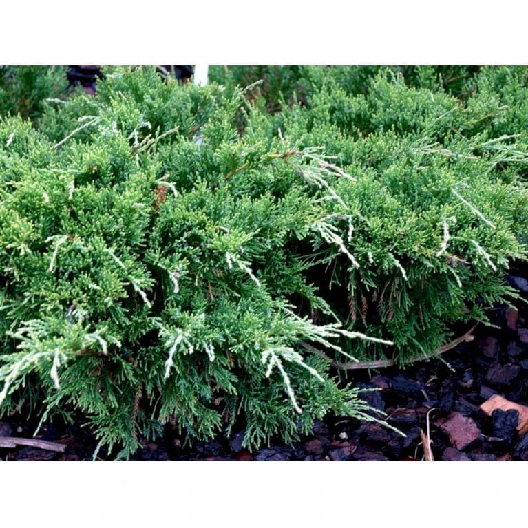 Kinesisk Enebær 'Mint Julep' Juniperus Chinensis 'Mint Julep' Potte 2,0 Liter,- 20-25 Cm. 5 Kinesisk Enebær 'Mint Julep' Juniperus Chinensis 'Mint Julep' Potte 2,0 Liter,- 20-25 Cm. - Billede 3