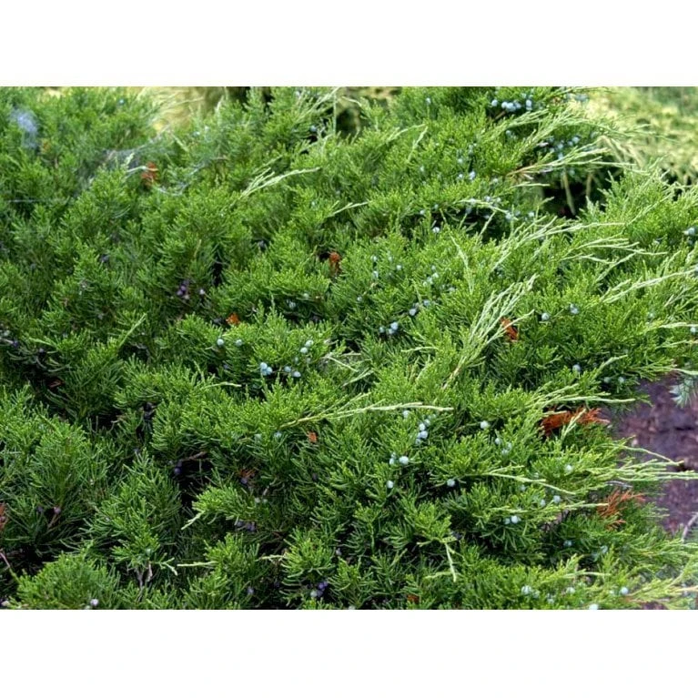 Kinesisk Enebær 'Mint Julep' Juniperus Chinensis 'Mint Julep' Potte 2,0 Liter,- 20-25 Cm. 7 Kinesisk Enebær 'Mint Julep' Juniperus Chinensis 'Mint Julep' Potte 2,0 Liter,- 20-25 Cm. - Billede 5