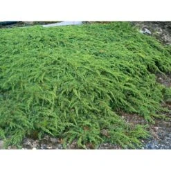 Almindelig Enebær 'Green Carpet' Juniperus Communis 'Green Carpet' Potte 2,0 Liter,- 20-25 Cm. -Montoz Butik mi1368 juniperus communis green carpet 06c5