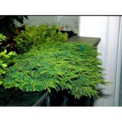 Almindelig Enebær 'Green Carpet' Juniperus Communis 'Green Carpet' Potte 2,0 Liter,- 20-25 Cm. -Montoz Butik mi1368 juniperus communis green carpet 0f34