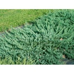 Almindelig Enebær 'Green Carpet' Juniperus Communis 'Green Carpet' Potte 2,0 Liter,- 20-25 Cm. -Montoz Butik mi1368 juniperus communis green carpet 7c9f