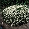 Allemand Stenbræk 'Alba' Saxifraga Arendsii 'Alba' 10 Cm. Potte -Montoz Butik mi13733 saxifraga arendsii hvid f9ab
