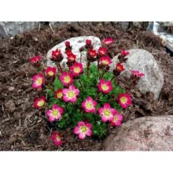 Mos-Stenbræk Saxifraga Arendsii-hybrid 'Peter Pan' 10 Cm. Potte -Montoz Butik mi13737 saxifraga arendsii peter pan 4325