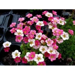 Mos-Stenbræk Saxifraga Arendsii-hybrid 'Peter Pan' 10 Cm. Potte -Montoz Butik mi13737 saxifraga arendsii peter pan 4eea