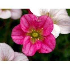 Mos-Stenbræk Saxifraga Arendsii-hybrid 'Peter Pan' 10 Cm. Potte -Montoz Butik mi13737 saxifraga arendsii peter pan 4f92