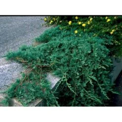 Krybende Enebær 'Wiltonii' Juniperus Horizontalis 'Wiltonii' Potte 3,0 Liter,- 25-30 Cm. -Montoz Butik mi1373 juniperus horiz wiltonii 74c4