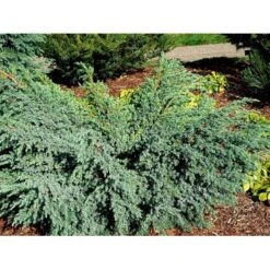 Lavtvoksende Blå Enebær 'Blue Carpet' Juniperus Squamata 'Blue Carpet' Potte 3,0 Liter,- 30-40 Cm. -Montoz Butik mi1374 juniperus squamata blue carpet 5dd2