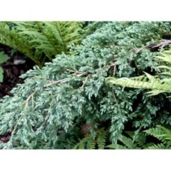 Lavtvoksende Blå Enebær 'Blue Carpet' Juniperus Squamata 'Blue Carpet' Potte 3,0 Liter,- 30-40 Cm. -Montoz Butik mi1374 juniperus squamata blue carpet c102