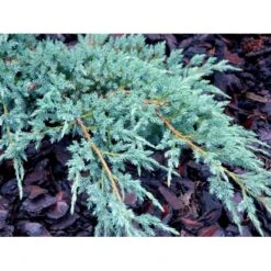 Lavtvoksende Blå Enebær 'Blue Carpet' Juniperus Squamata 'Blue Carpet' Potte 3,0 Liter,- 30-40 Cm. -Montoz Butik mi1374 juniperus squamata blue carpet c7ab