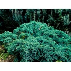 Lavtvoksende Blå Enebær 'Blue Star' Juniperus Squamata 'Blue Star' Potte 5,0 Liter,- 25-30 Cm. -Montoz Butik mi1375 juniperus squamata blue star 64f1