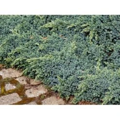 Lavtvoksende Blå Enebær 'Blue Star' Juniperus Squamata 'Blue Star' Potte 5,0 Liter,- 25-30 Cm. -Montoz Butik mi1375 juniperus squamata blue star a8bd