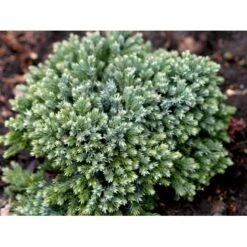 Lavtvoksende Blå Enebær 'Blue Star' Juniperus Squamata 'Blue Star' Potte 5,0 Liter,- 25-30 Cm. -Montoz Butik mi1375 juniperus squamata blue star f8ae