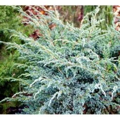 Blå Enebær 'Meyeri' Juniperus Squamata 'Meyeri' Potte 3,0 Liter,- 30-40 Cm. 8 Blå Enebær 'Meyeri' Juniperus Squamata 'Meyeri' Potte 3,0 Liter,- 30-40 Cm. -Montoz Butik mi1376 juniperus squamata meyeri 3c72