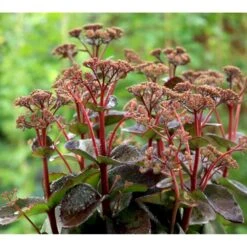 Sankthansurt 'Matrona' Sedum Telephium 'Matrona' 1 Liter Potte