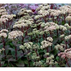 Sankthansurt 'Matrona' Sedum Telephium 'Matrona' 1 Liter Potte -Montoz Butik mi13916 sedum matrona 3937