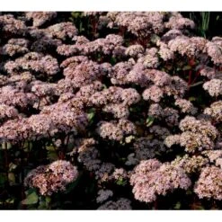 Sankthansurt 'Matrona' Sedum Telephium 'Matrona' 1 Liter Potte -Montoz Butik mi13916 sedum matrona 45c2