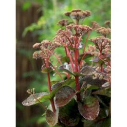 Sankthansurt 'Matrona' Sedum Telephium 'Matrona' 1 Liter Potte -Montoz Butik mi13916 sedum matrona 5608