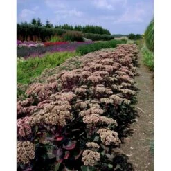 Sankthansurt 'Matrona' Sedum Telephium 'Matrona' 1 Liter Potte -Montoz Butik mi13916 sedum matrona 7e0b
