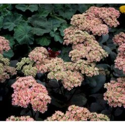Sankthansurt 'Matrona' Sedum Telephium 'Matrona' 1 Liter Potte -Montoz Butik mi13916 sedum matrona a892