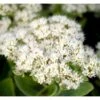 Kinesisk Sankthansurt Sedum Spectabilie 'Star Dust' 1 Liter Potte 2 Kinesisk Sankthansurt Sedum Spectabilie 'Star Dust' 1 Liter Potte -Montoz Butik mi13936 sedum spectabile star dust 1518