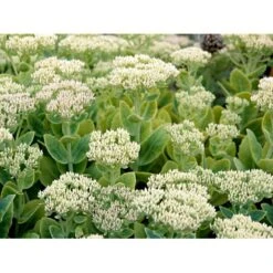 Kinesisk Sankthansurt Sedum Spectabilie 'Star Dust' 1 Liter Potte -Montoz Butik mi13936 sedum spectabile star dust 5d6c