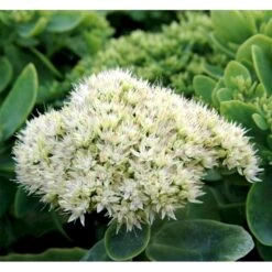 Kinesisk Sankthansurt Sedum Spectabilie 'Star Dust' 1 Liter Potte -Montoz Butik mi13936 sedum spectabile star dust 78ca