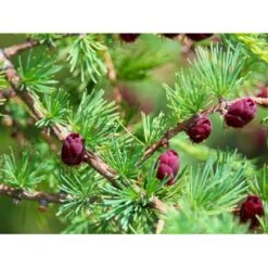 Japansk Lærk Larix Kaempferi Potte 7,5 Liter 175-200 Cm. 15 Japansk Lærk Larix Kaempferi Potte 7,5 Liter 175-200 Cm. -Montoz Butik mi1396 larix kaempferi 17d9