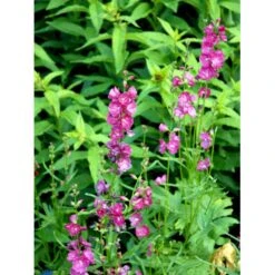 Silkekatost 'Brilliant' Sidalcea Oregana 'Brilliant' 1 Liter Potte -Montoz Butik mi14006 sidalcea brilliant f730